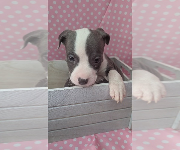 Medium Photo #1 American Bully Puppy For Sale in GROVETOWN, GA, USA
