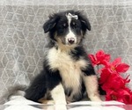 Small Photo #5 Australian Shepherd Puppy For Sale in LAKELAND, FL, USA