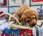 Small Photo #10 Labrador Retriever Puppy For Sale in BUFFALO, NY, USA