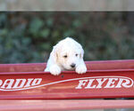 Small Photo #3 Pyredoodle Puppy For Sale in EATONTON, GA, USA