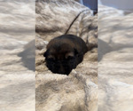 Small #2 German Shepherd Dog