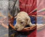 Small Photo #55 Bordoodle Puppy For Sale in COPPERAS COVE, TX, USA
