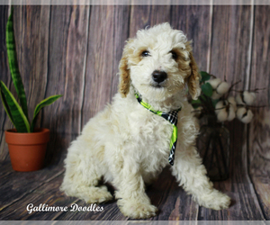 Goldendoodle (Miniature) Puppy for sale in SUMMERFIELD, NC, USA