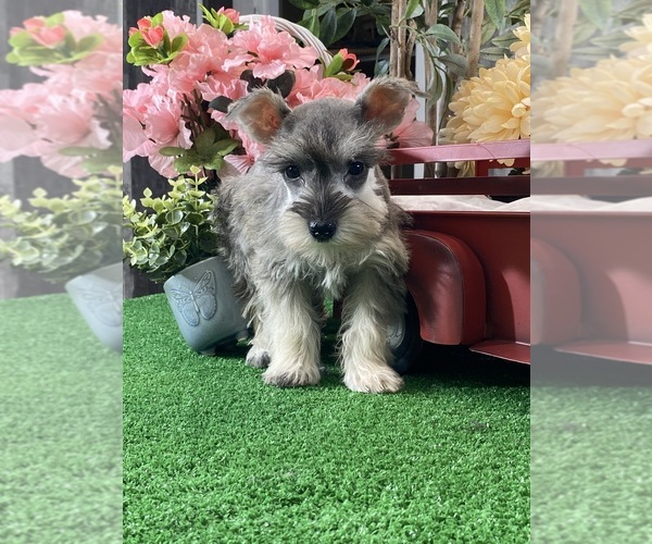 Medium Photo #3 Schnauzer (Miniature) Puppy For Sale in CANOGA, NY, USA