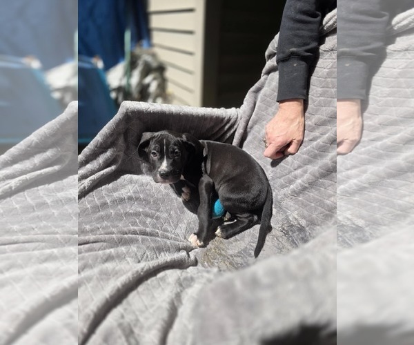 Medium Photo #3 Boxer-Unknown Mix Puppy For Sale in SHERBURNE, NY, USA