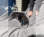 Small #2 Boxer Mix
