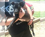 Small Photo #2 American Pit Bull Terrier-Unknown Mix Puppy For Sale in Chandler, AZ, USA