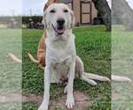 Small #1 Labrador Retriever Mix