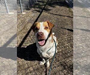 SLINKY - Male Basset Hound-Unknown Mix Dog for Adoption