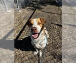 SLINKY - Male Basset Hound-Unknown Mix Dog for Adoption - Small photo