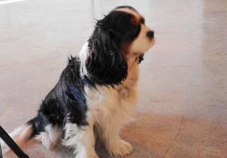 Father of the Cavalier King Charles Spaniel puppies born on 01/03/2017