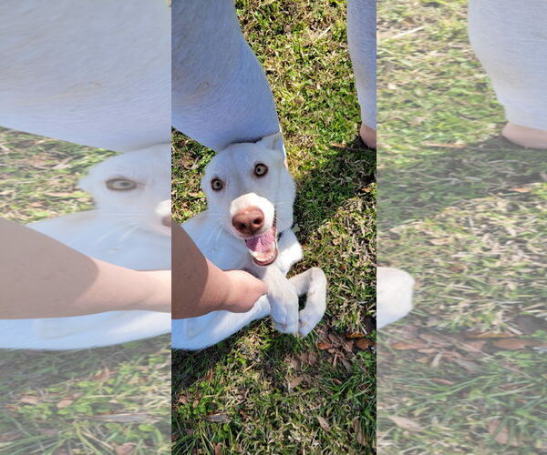 Medium Photo #9 German Shepherd Dog-Siberian Husky Mix Puppy For Sale in Valrico, FL, USA