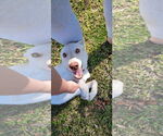 Small #8 German Shepherd Dog-Siberian Husky Mix