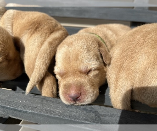 Medium Photo #7 Labrador Retriever Puppy For Sale in BARTLETT, IL, USA