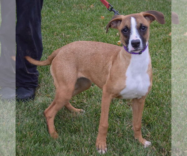 Medium Photo #2 American Staffordshire Terrier-Boxer Mix Puppy For Sale in Huntley, IL, USA