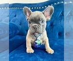 Small #1 French Bulldog