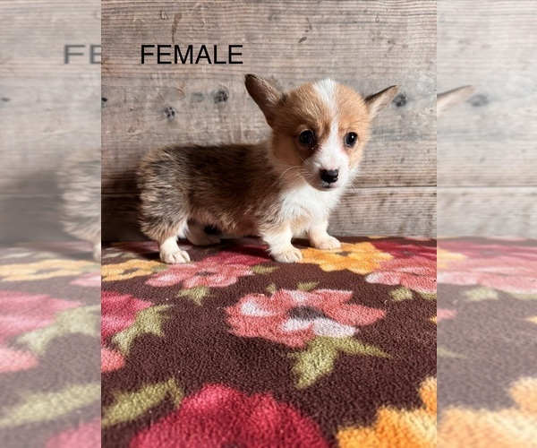 Medium Photo #2 Pembroke Welsh Corgi Puppy For Sale in VERMONTVILLE, MI, USA