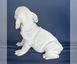 Small Photo #50 English Bulldog Puppy For Sale in WEEKI WACHEE, FL, USA