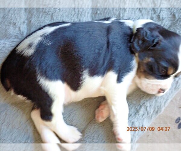 Medium Photo #6 English Springer Spaniel Puppy For Sale in NEWCASTLE, CA, USA