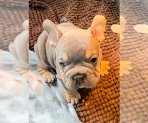 French Bulldog Puppy for Sale in TRENTON, Texas USA