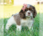 Small Photo #18 Cocker Spaniel Puppy For Sale in WARSAW, IN, USA