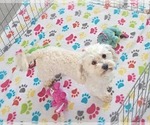 Small Photo #2 Havanese Puppy For Sale in ORO VALLEY, AZ, USA