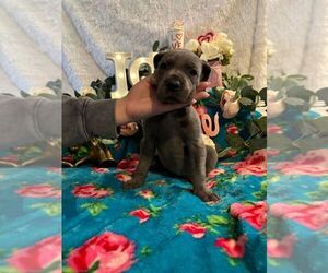 French Bulldog Puppy for sale in LIVINGSTON, CA, USA