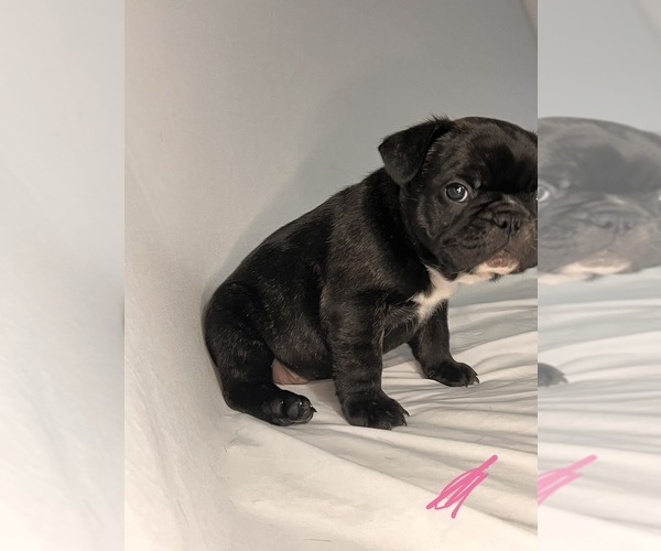 Medium Photo #14 French Bulldog Puppy For Sale in JOLIET, IL, USA