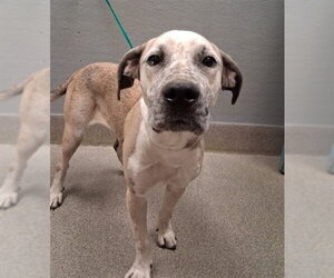 Mastiff-Unknown Mix Dogs for adoption in Las Vegas, NV, USA