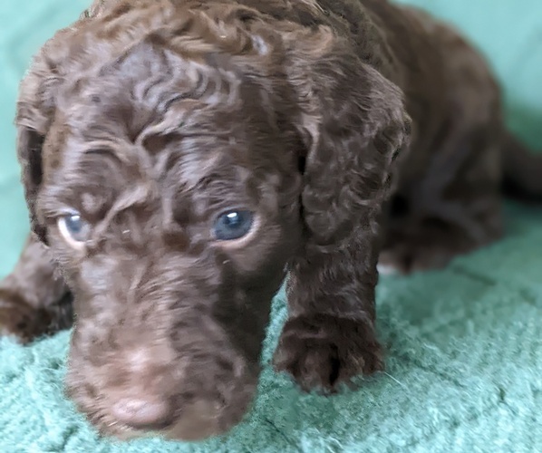 Medium Photo #3 Bordoodle-Poodle (Standard) Mix Puppy For Sale in HUNTINGDON VALLEY, PA, USA