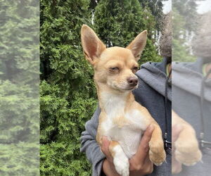 Chihuahua Dogs for adoption in Olalla, WA, USA