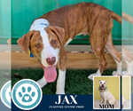 Small #1 American Pit Bull Terrier-Labrador Retriever Mix