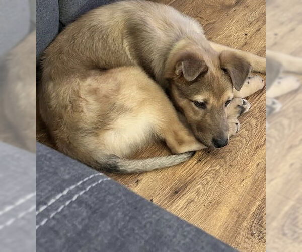 Medium Photo #4 Shepradors Puppy For Sale in Princeton, MN, USA