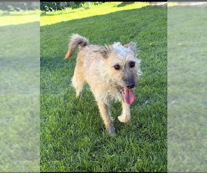 Border Terrier-Cairn Terrier Mix Dogs for adoption in MIDWAY, UT, USA