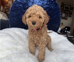 Puppy Pink Goldendoodle (Miniature)