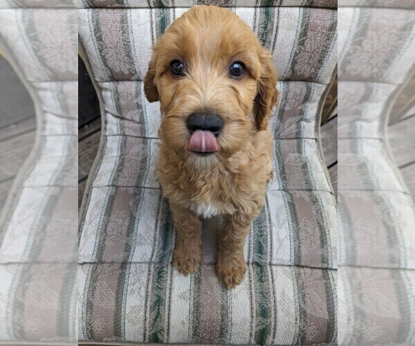 Medium Photo #2 Goldendoodle Puppy For Sale in SEBEKA, MN, USA