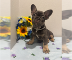 Small #1 French Bulldog