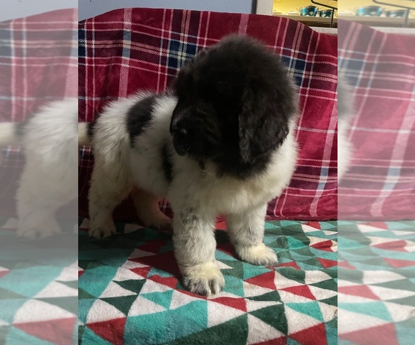 Medium Photo #8 Newfoundland Puppy For Sale in AURORA, IN, USA