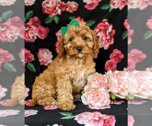 Cavalier King Charles Spaniel-Cavapoo Mix Puppy for sale in NOTTINGHAM, PA, USA