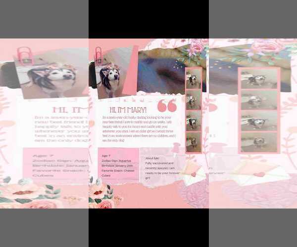 Medium Photo #2 Siberian Husky-Unknown Mix Puppy For Sale in McDonough, GA, USA