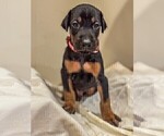 Small Photo #8 Doberman Pinscher Puppy For Sale in VERMILION, OH, USA