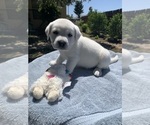 Small Photo #4 Labrador Retriever Puppy For Sale in LIVE OAK, CA, USA