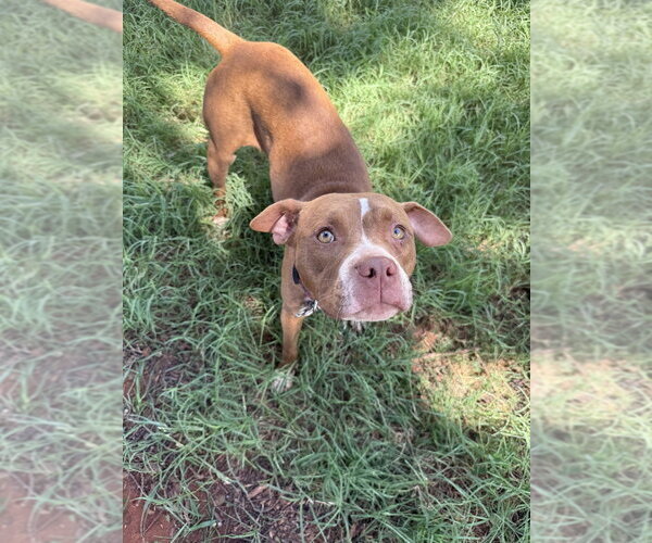 Medium Photo #3 Mutt Puppy For Sale in OKLAHOMA CITY, OK, USA