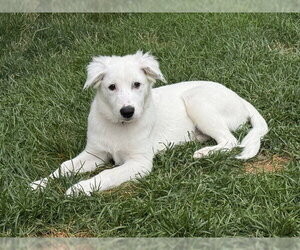 Daphne (D Pups) - Female Great Pyrenees-Unknown Mix Dog for Adoption - Photo #37