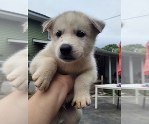 Akita-Huskies Mix Puppy for sale in NEWPORT, DE, USA