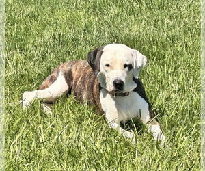American Bulldog-Unknown Mix Dogs for adoption in Germantown, OH, USA