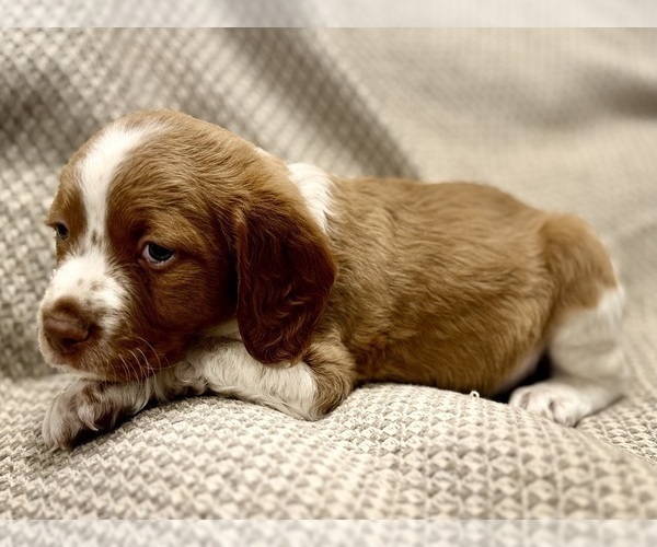 Medium Photo #1 Brittany Puppy For Sale in ORRUM, NC, USA