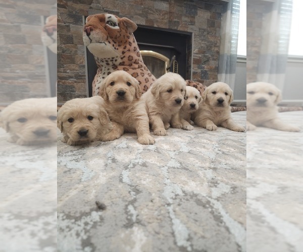 Medium Photo #5 Golden Retriever Puppy For Sale in ELVERTA, CA, USA