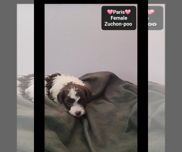 Medium Photo #3 Poodle (Toy)-Zuchon Mix Puppy For Sale in TUCSON, AZ, USA