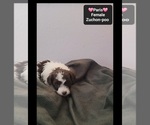 Small #2 Poodle (Toy)-Zuchon Mix